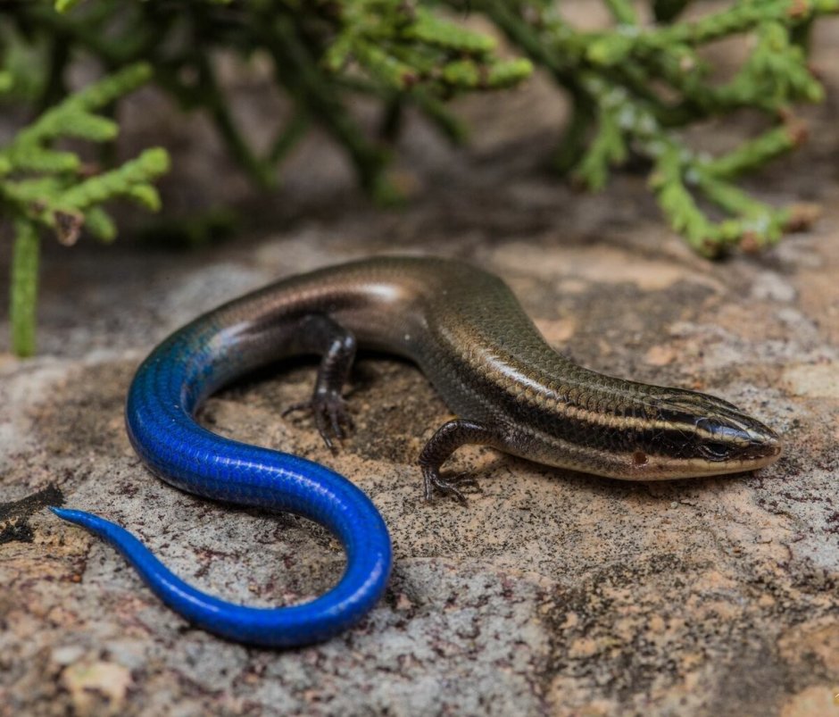 Безногая ящерица желтопузик