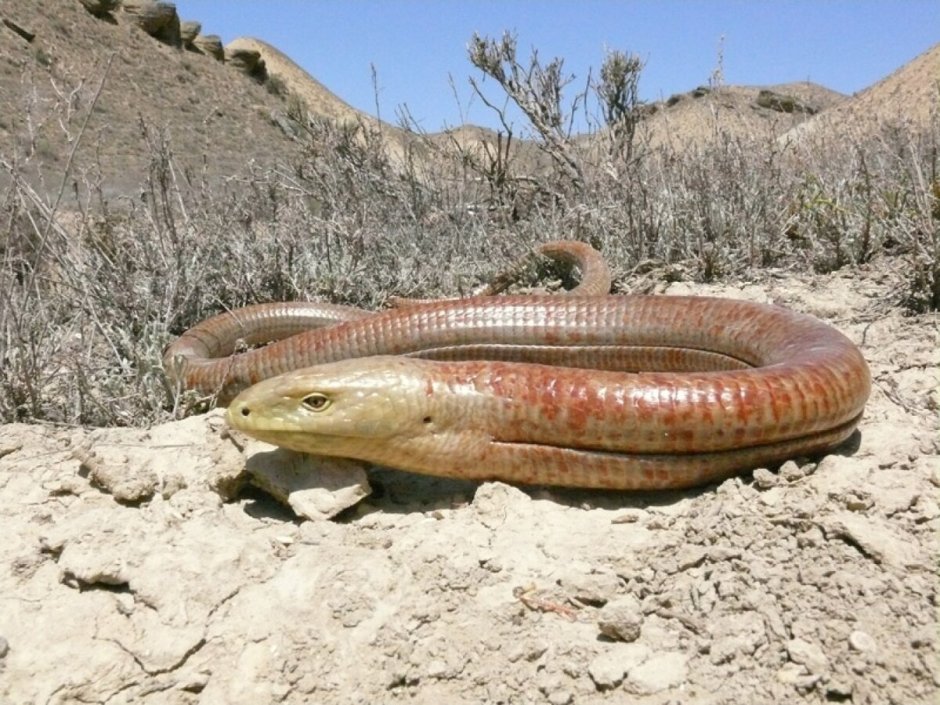 Безногая ящерица в пустыне