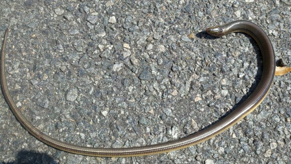 Веретеница ломкая ящерица