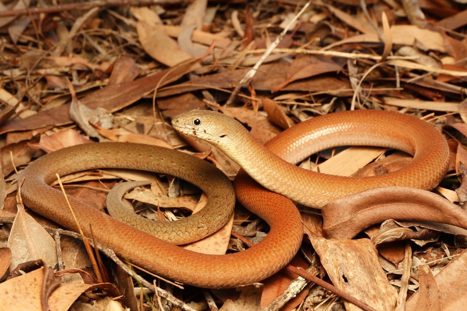 Желтобрюхий трехпалый сцинк