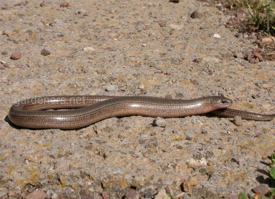 Скелет безногой ящерицы