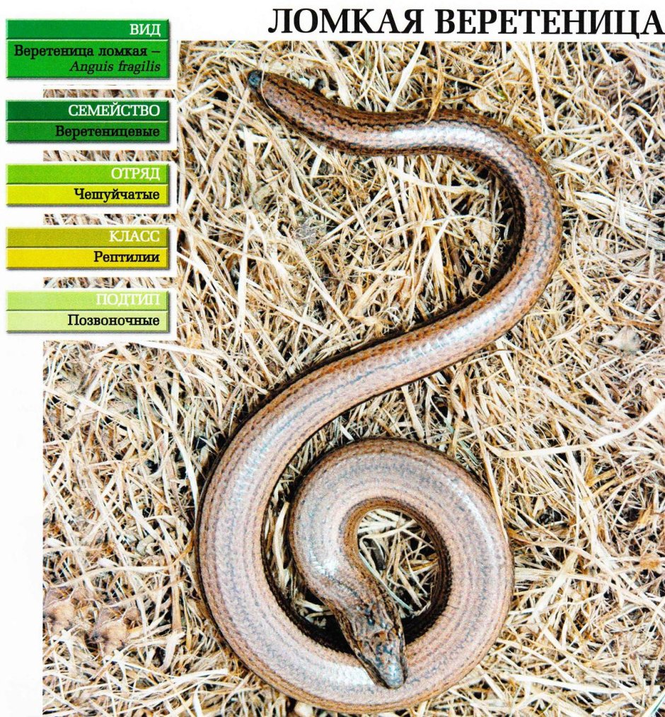 Безногая ящерица веретеница медянка