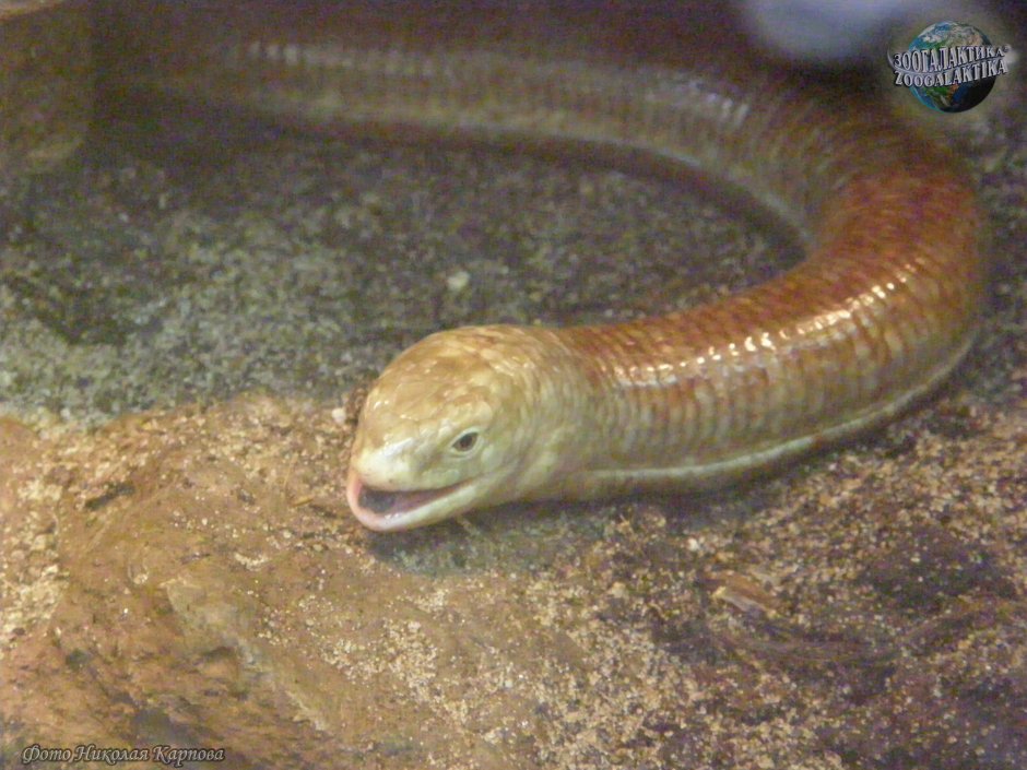 Австралийская веретеница