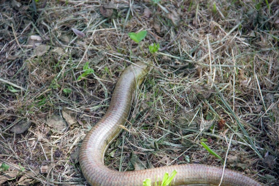 Безногая ящерица Калифорния