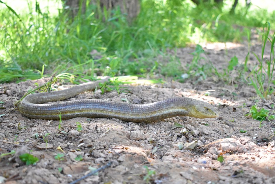 Желтобрюх ящерица безногая