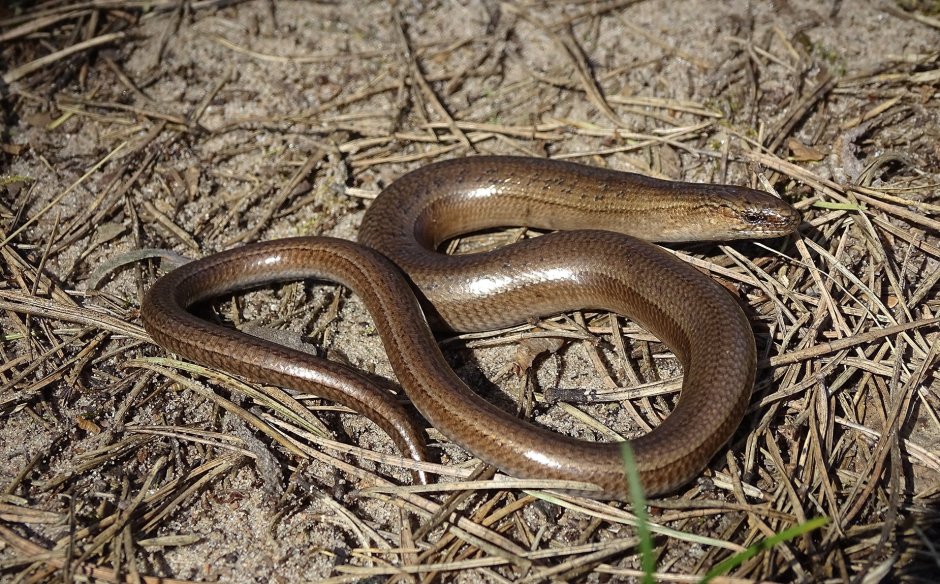 Безногая ящерица Черногория