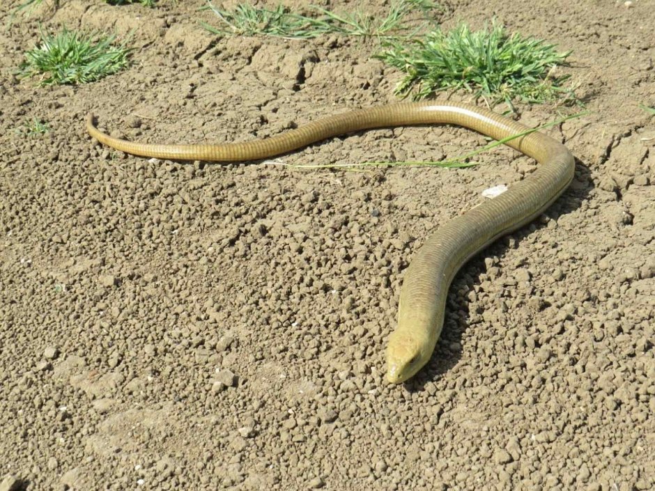 Ломкая веретеница