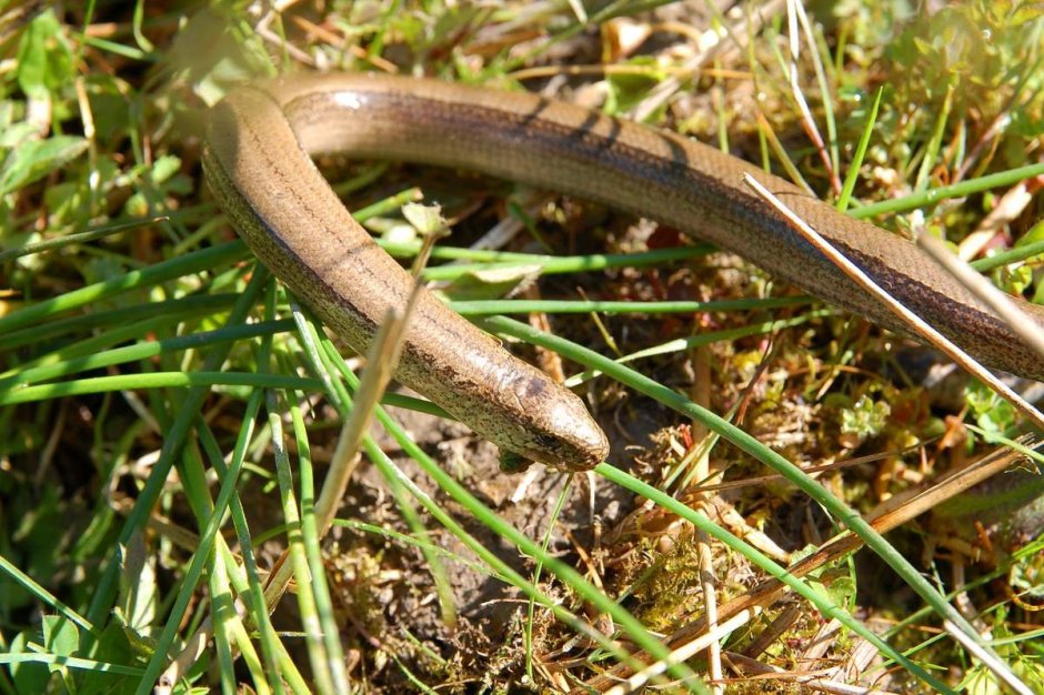 Стеклянная ящерица