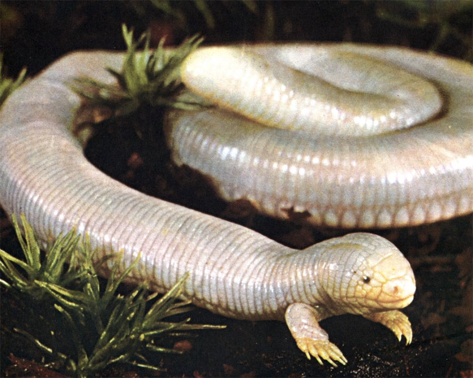 Желтобрюхий трехпалый сцинк