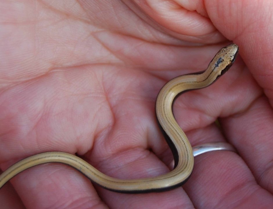 Ящерица-веретеница Плиозавр