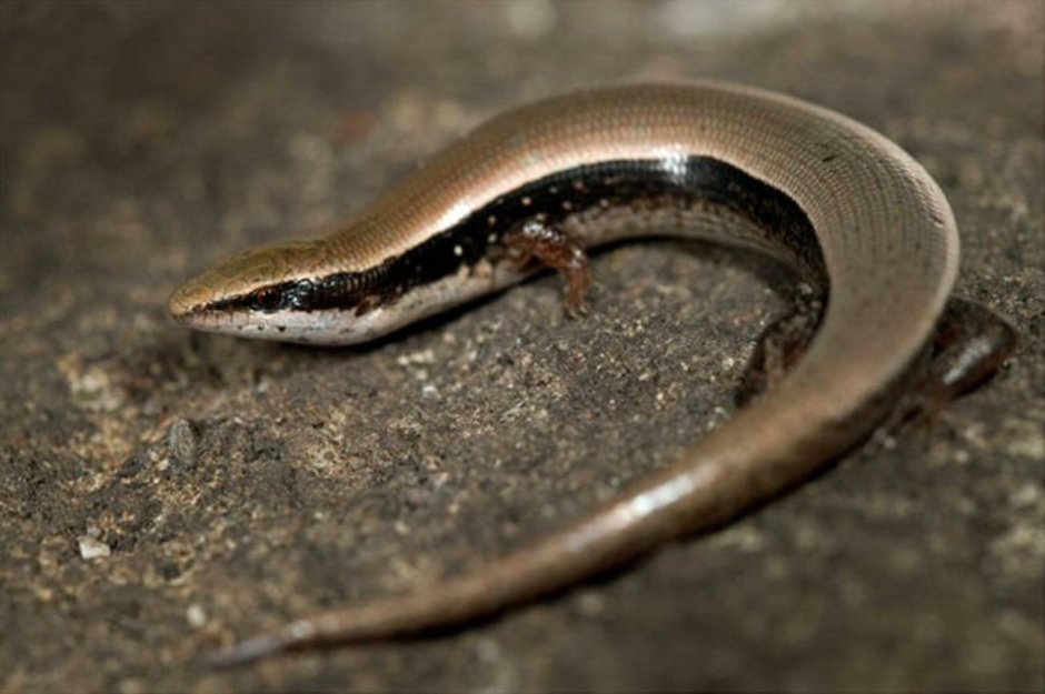 Безногая ящерица веретеница на Куршской косе