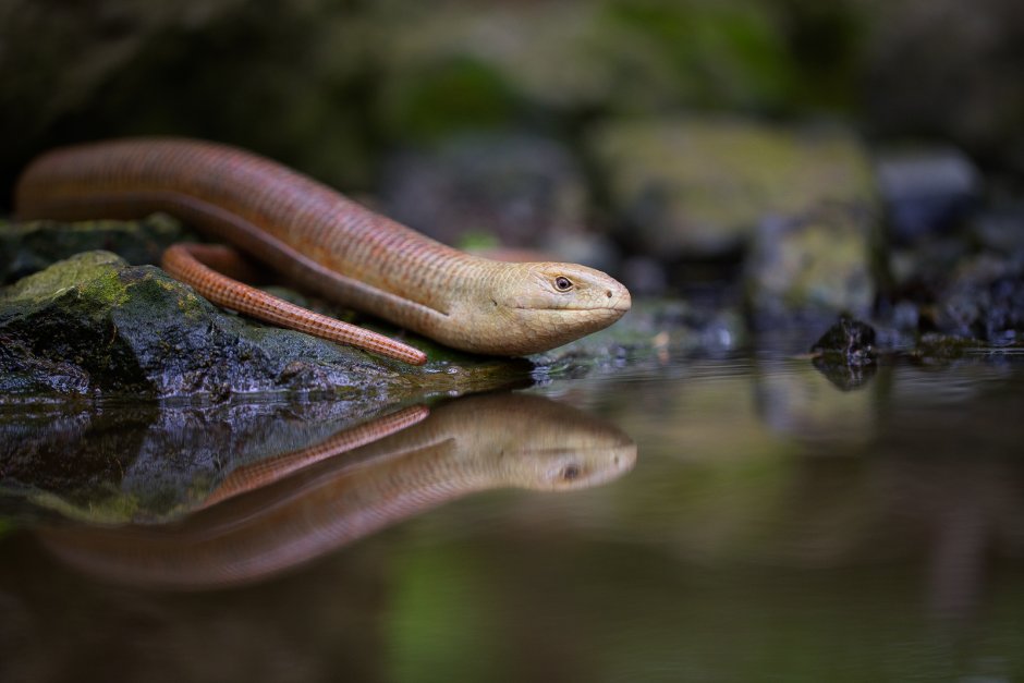 Безногая ящерица веретеница медянка