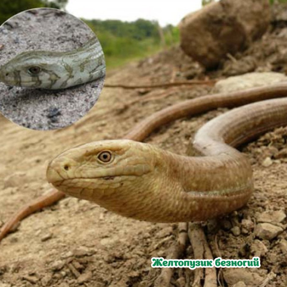 Медянка змея