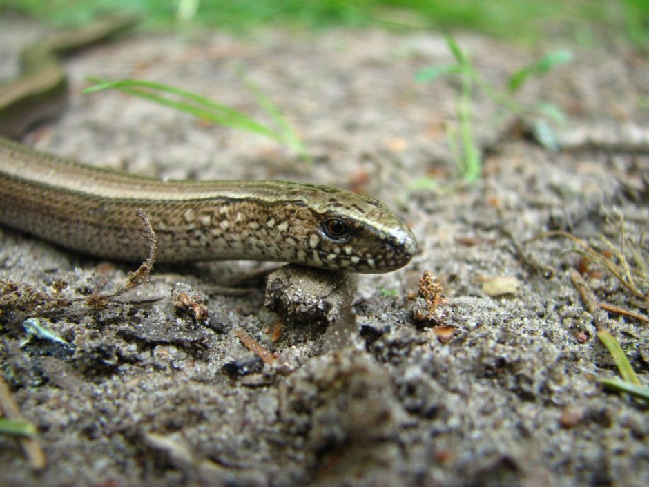 Североамериканская Амфисбена