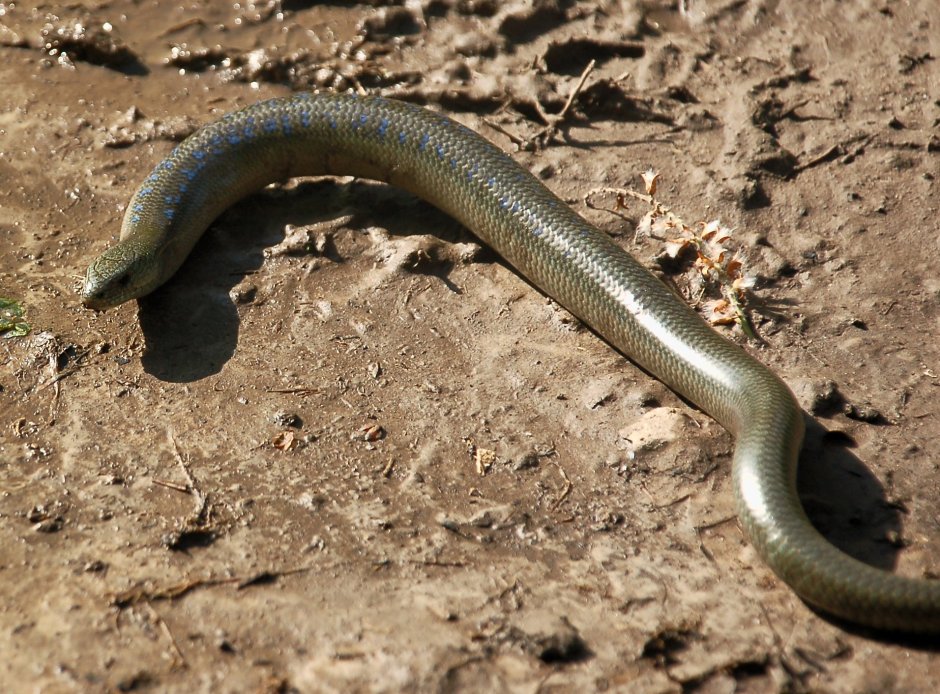 Желтопузик Крымский