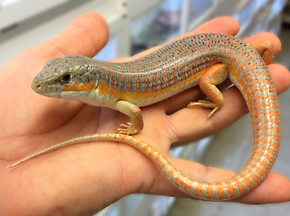 Глазчатая ящерица