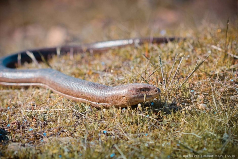 Безногая ящерица веретеница