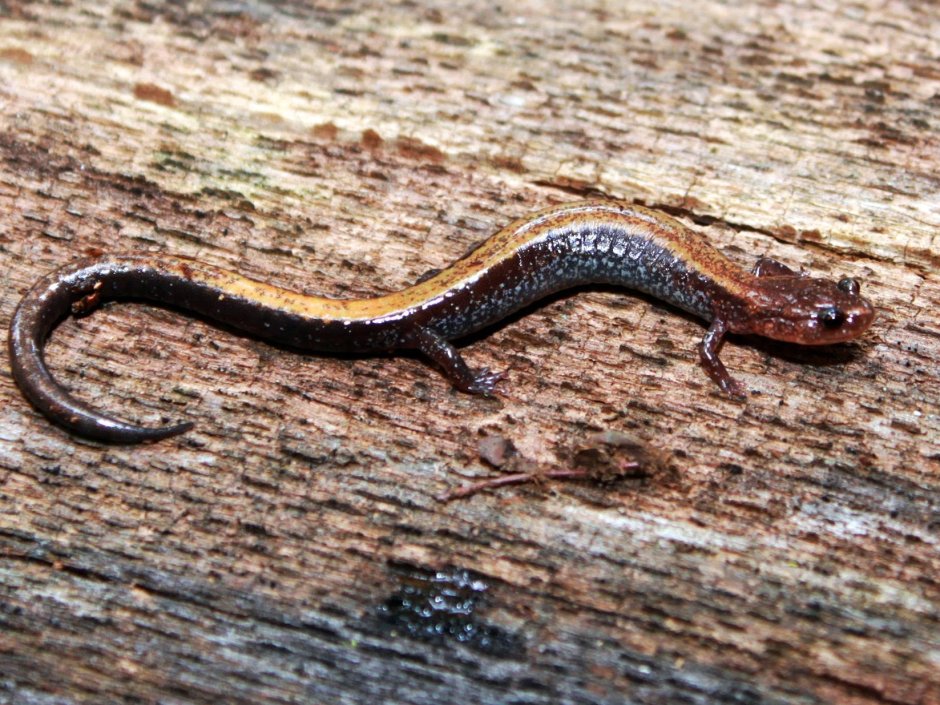 Средиземноморские безногие ящерицы сербское название
