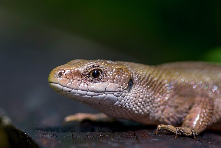 Ломкая веретеница