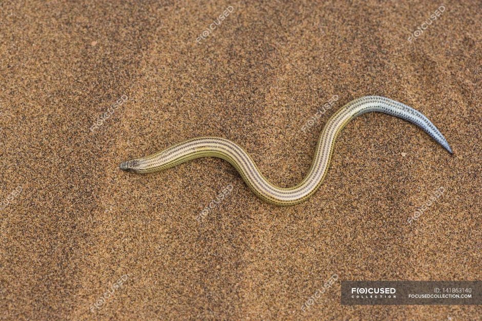 Сцинк синехвостый ящерица