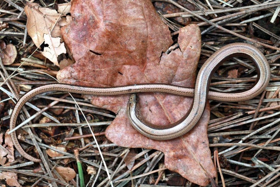 Желтопузик рыба