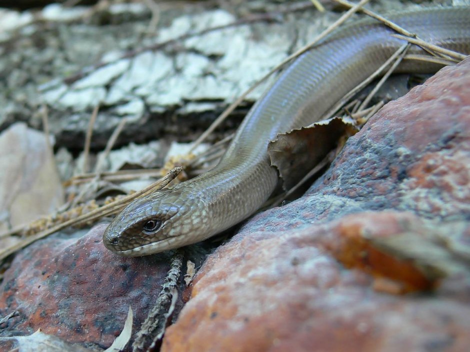 Медянка червяк