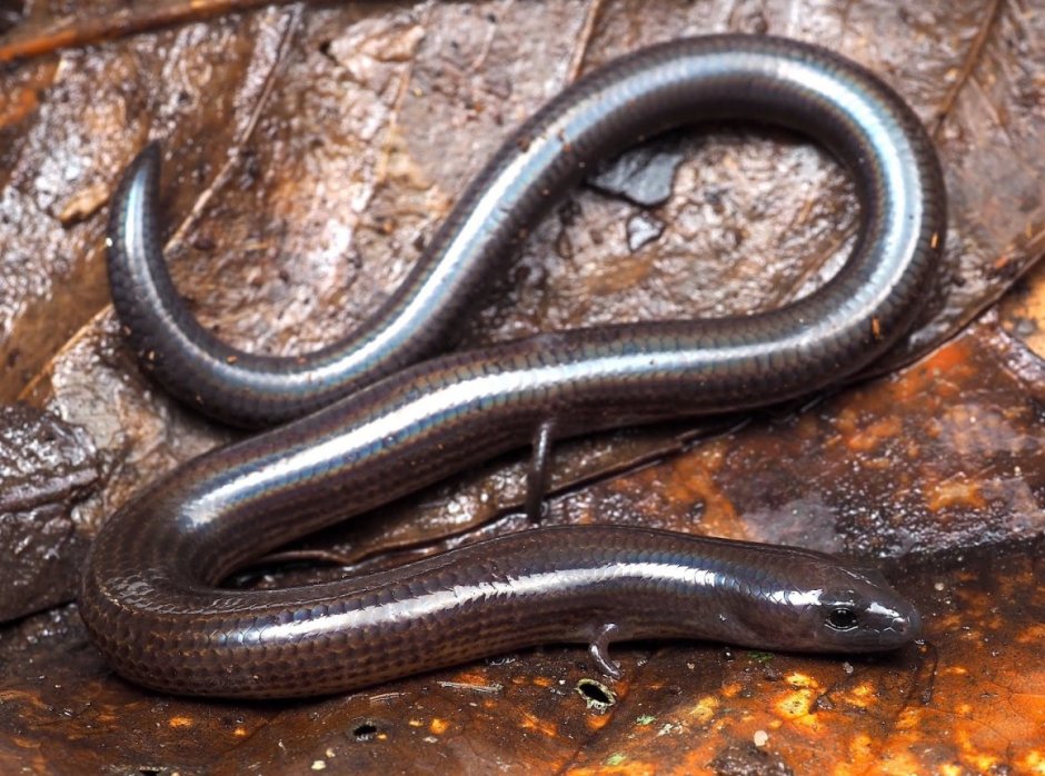 Безногая ящерица веретеница ломкая