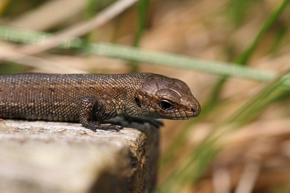 Веретеница хамелеон