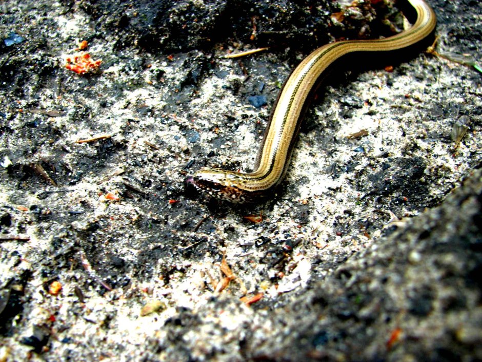 Желтопузик безногая ящерица Сочи