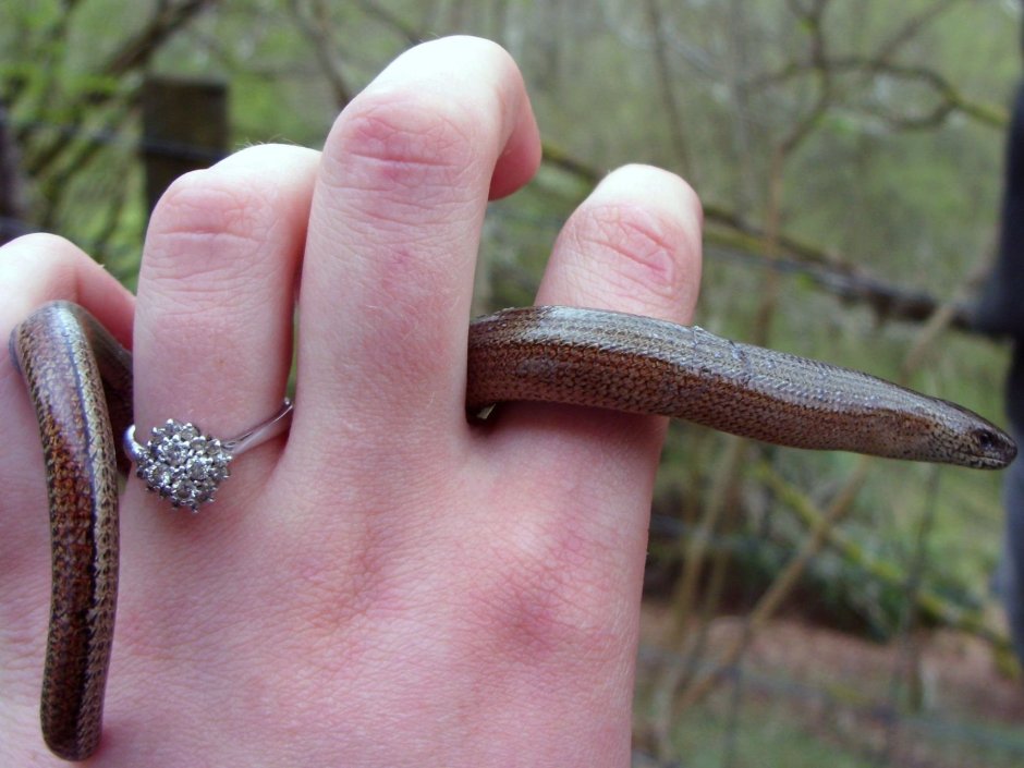 Обыкновенный чешуеног