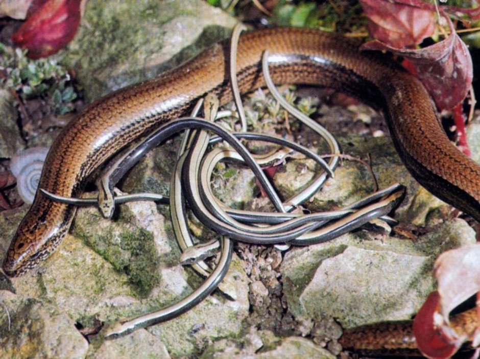 Древесная Аброния