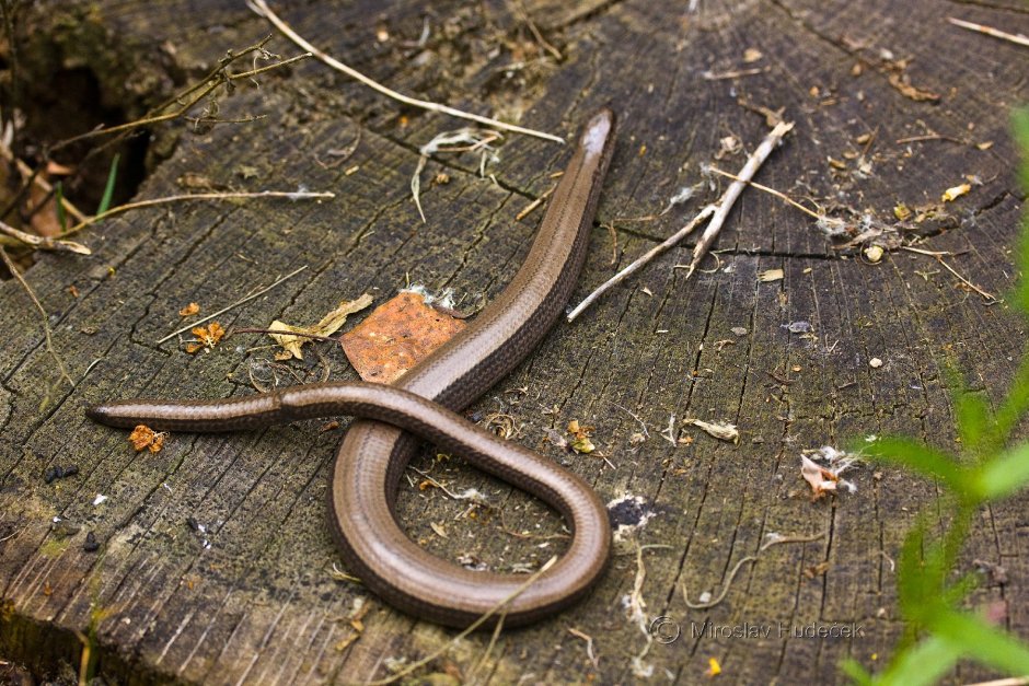 Plethodon cinereus
