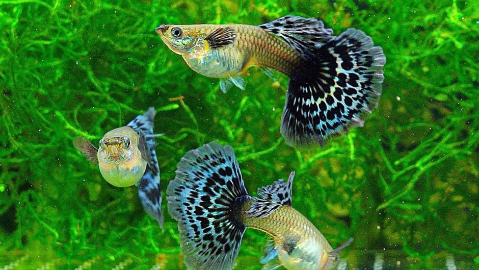 Guppy "Metal Red Lace" (Черноголовка)