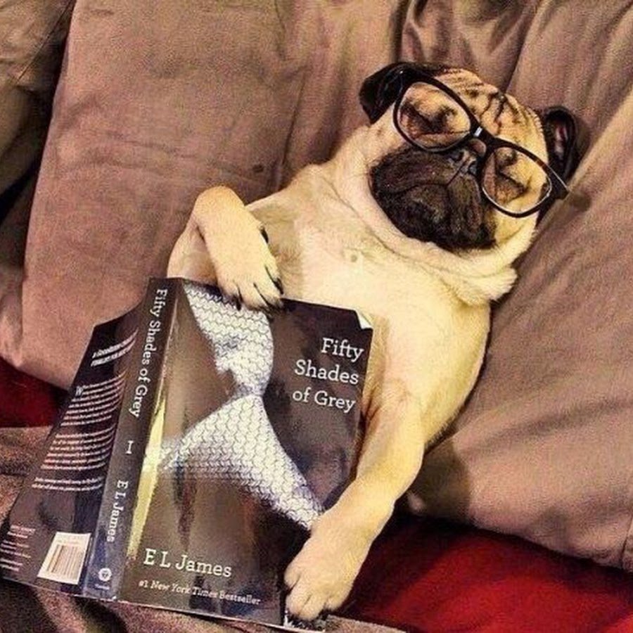 Мопс бульдог Пекинес