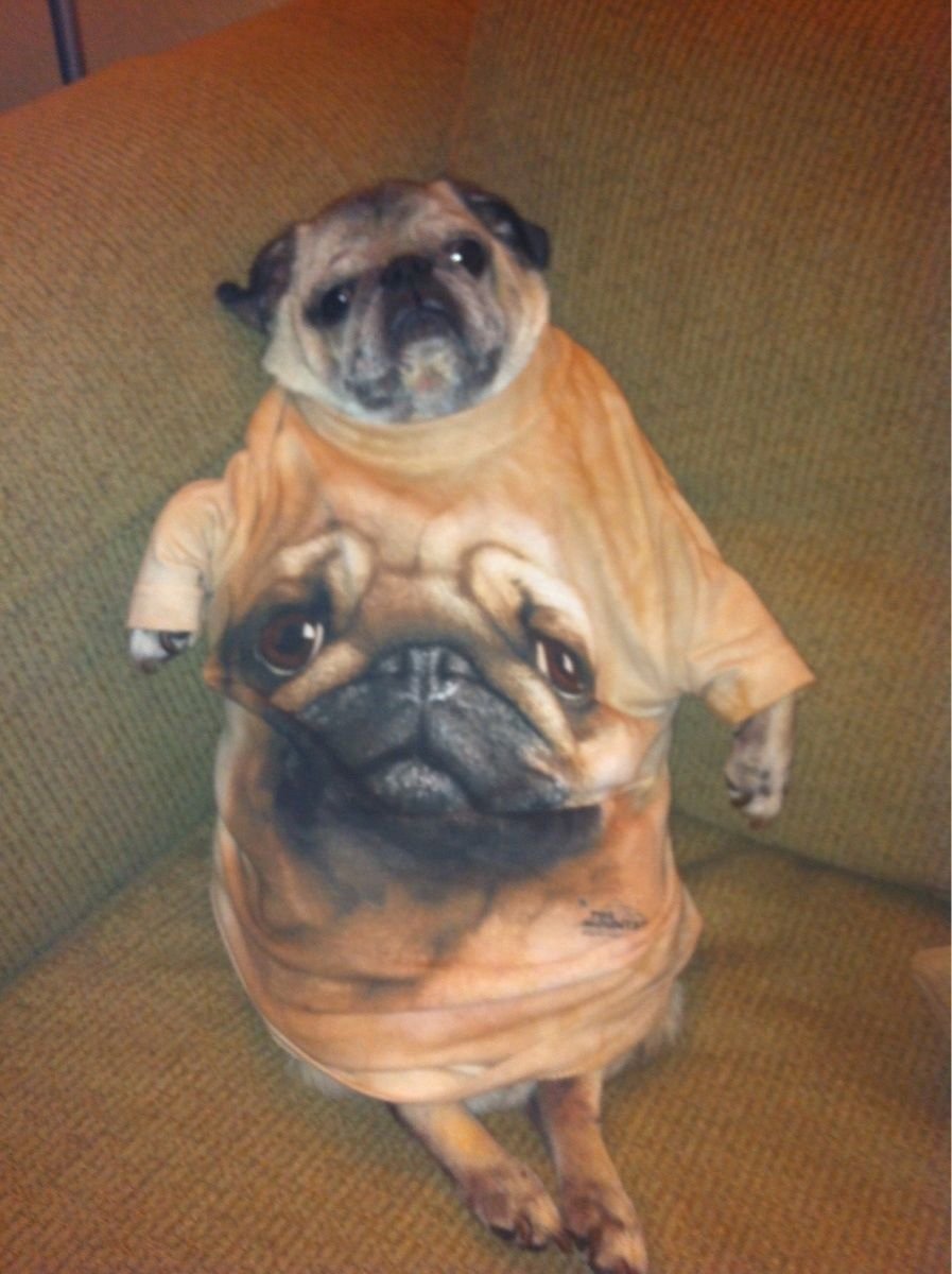 Метис МОПСА И шпица