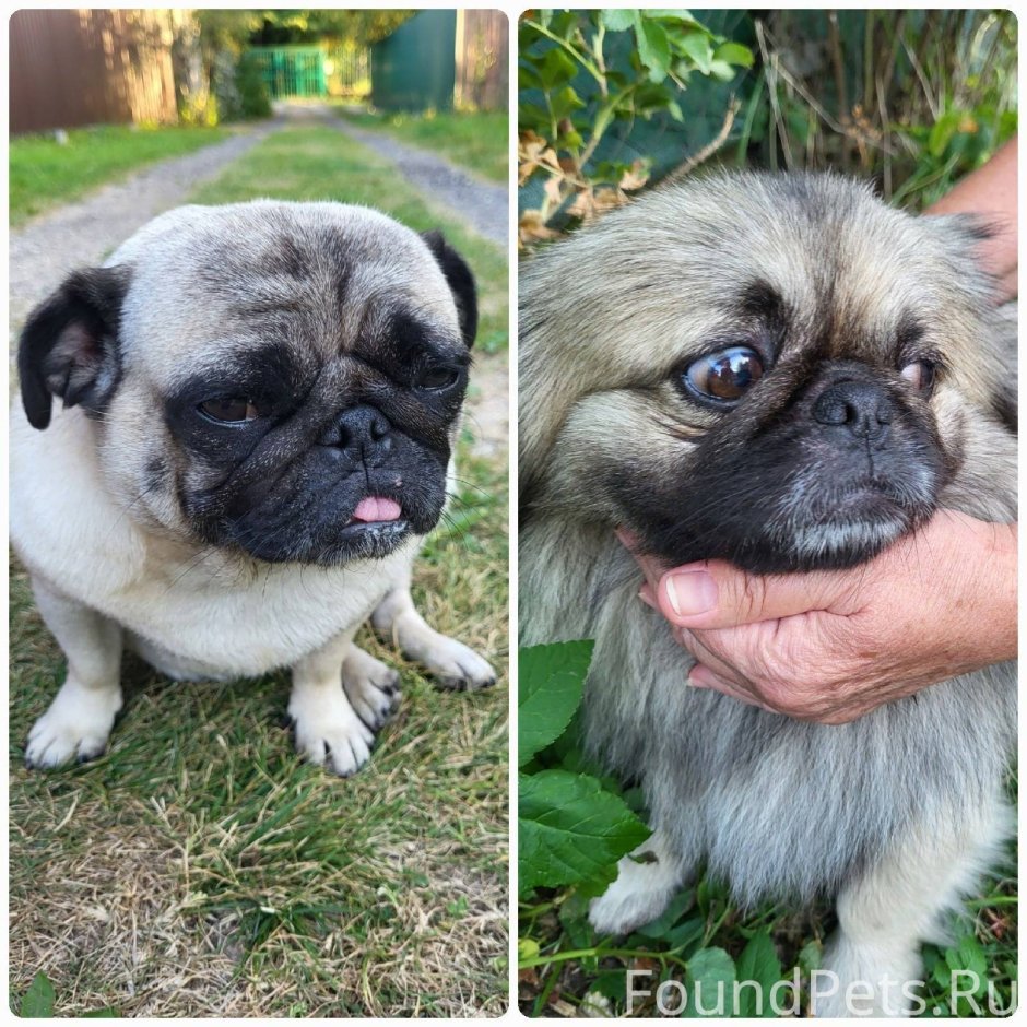 Собака Пекинес