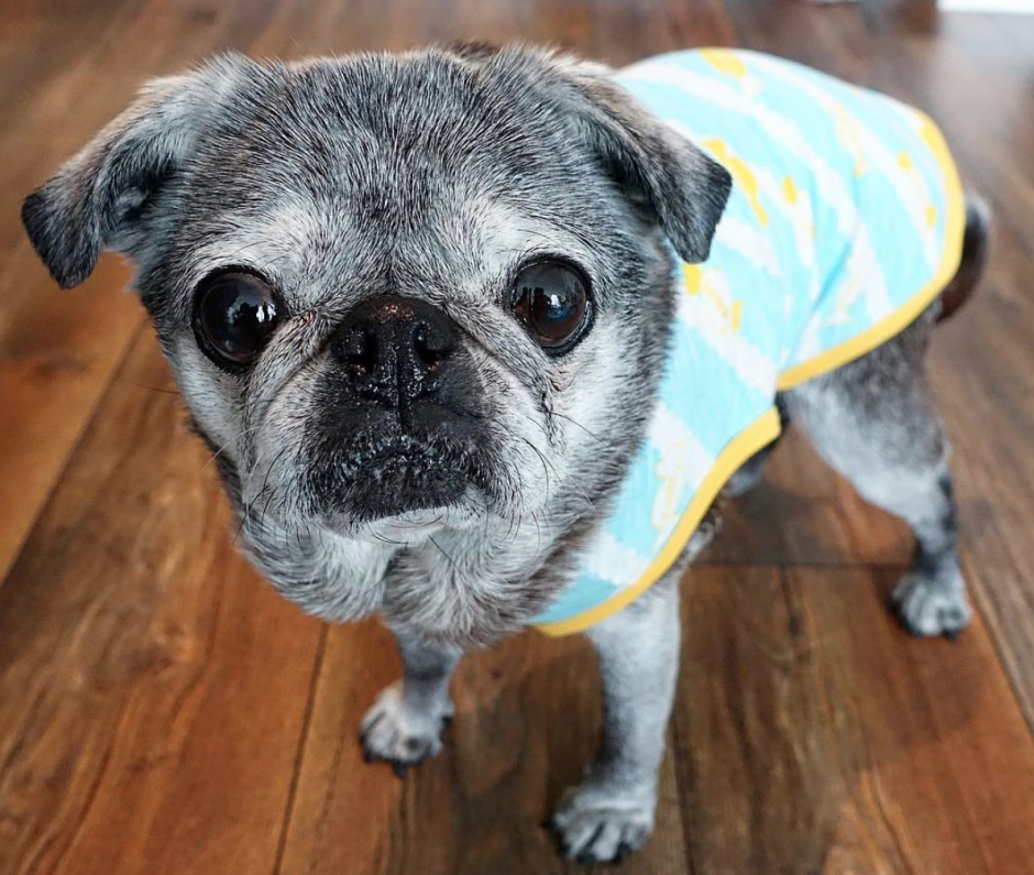 Метис МОПСА И чихуахуа