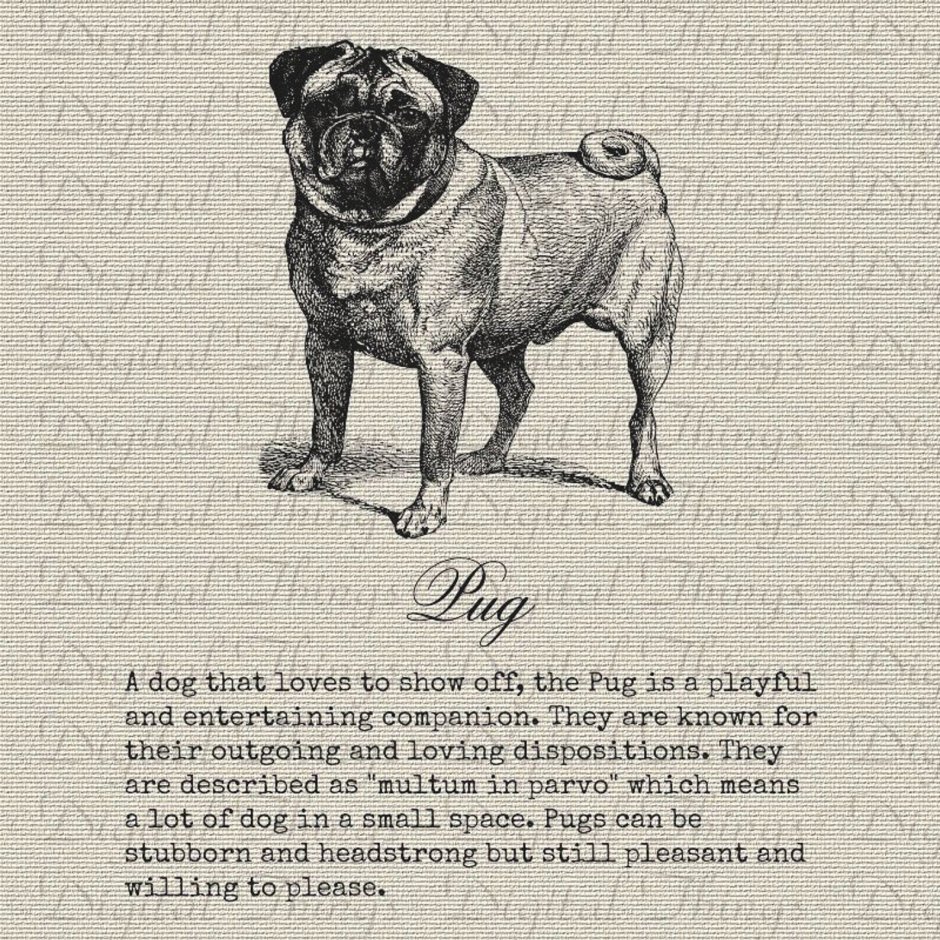 Метис шпица и пекинеса