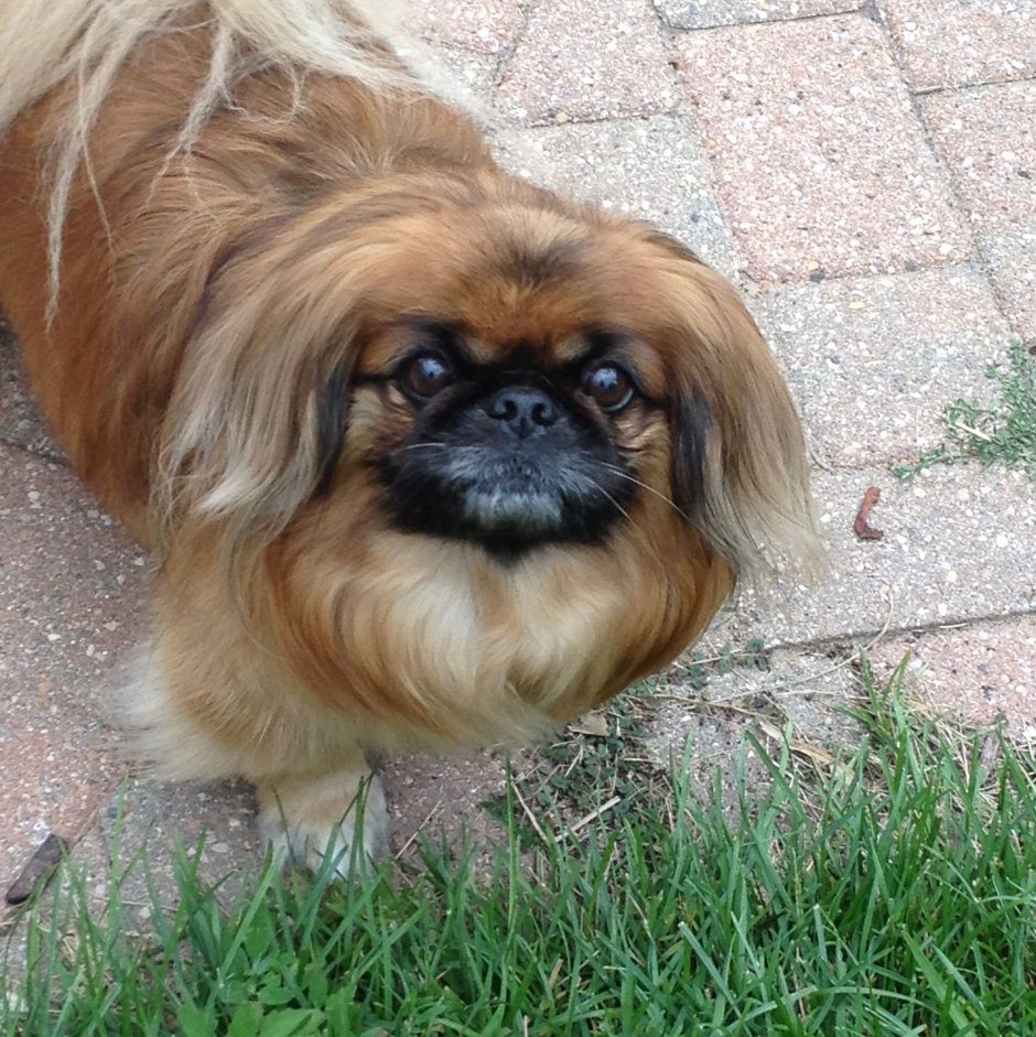 Картинки на рабочий стол Мопс