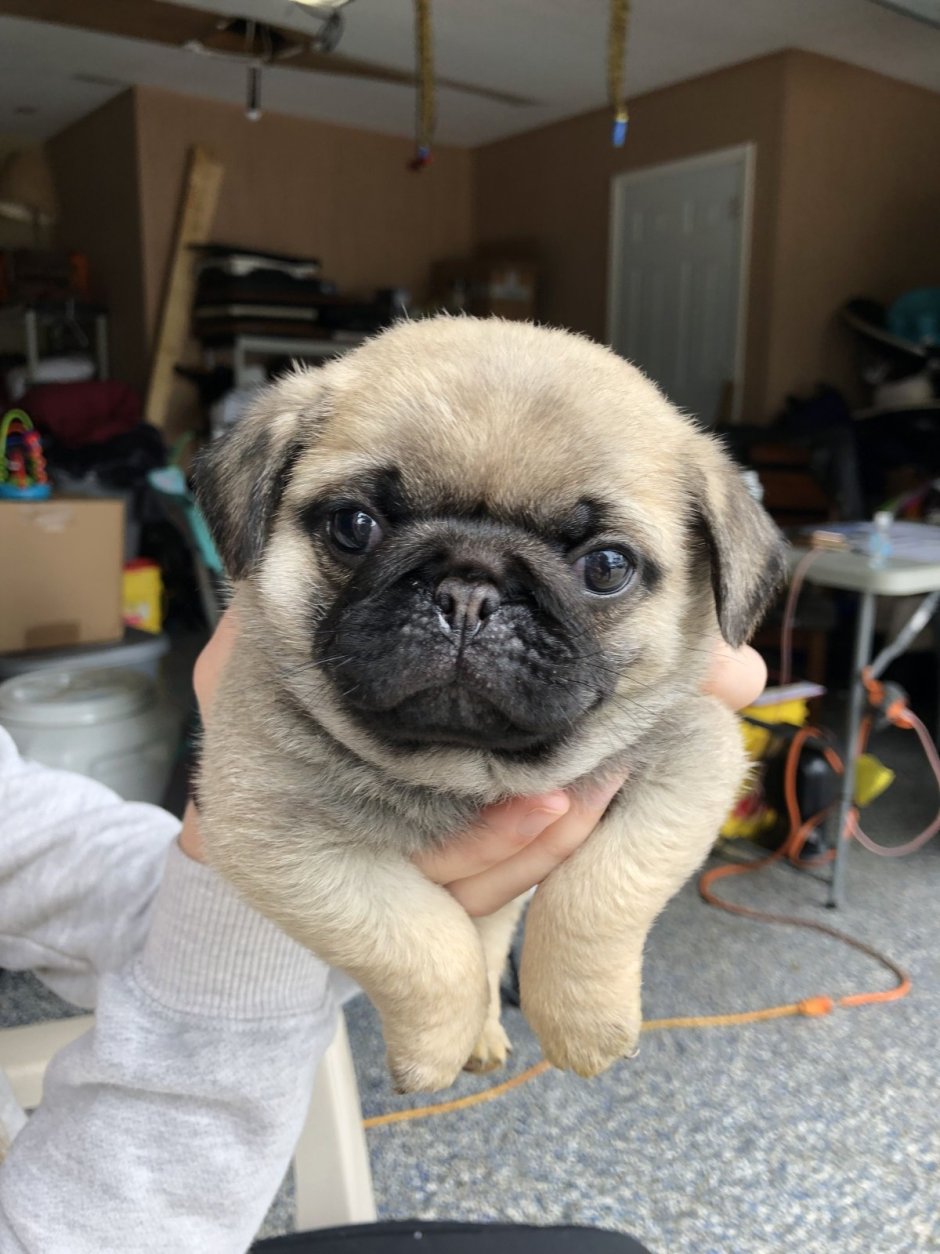 Мопс длинношерстный