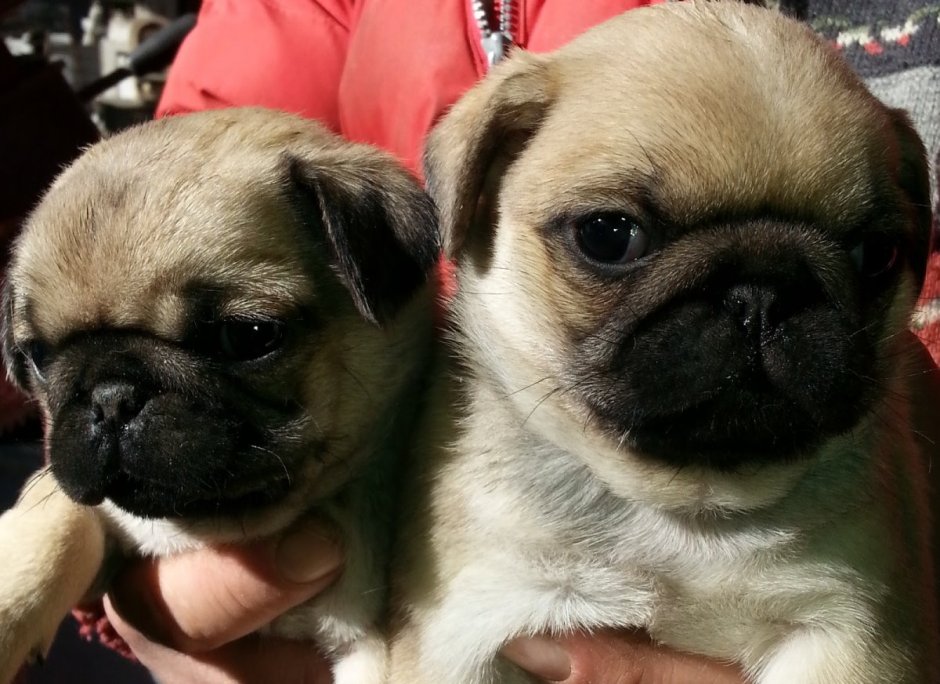 Мопс и Пекинес