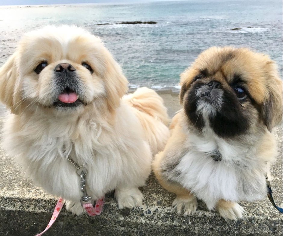 Императорский Пекинес белый