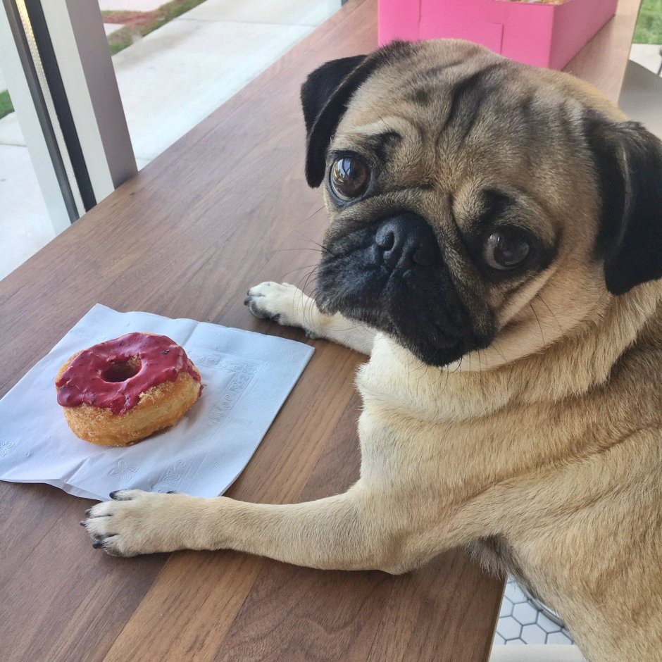 Мультяшный Мопс сидит