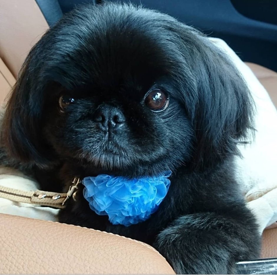 Мопс и Пекинес