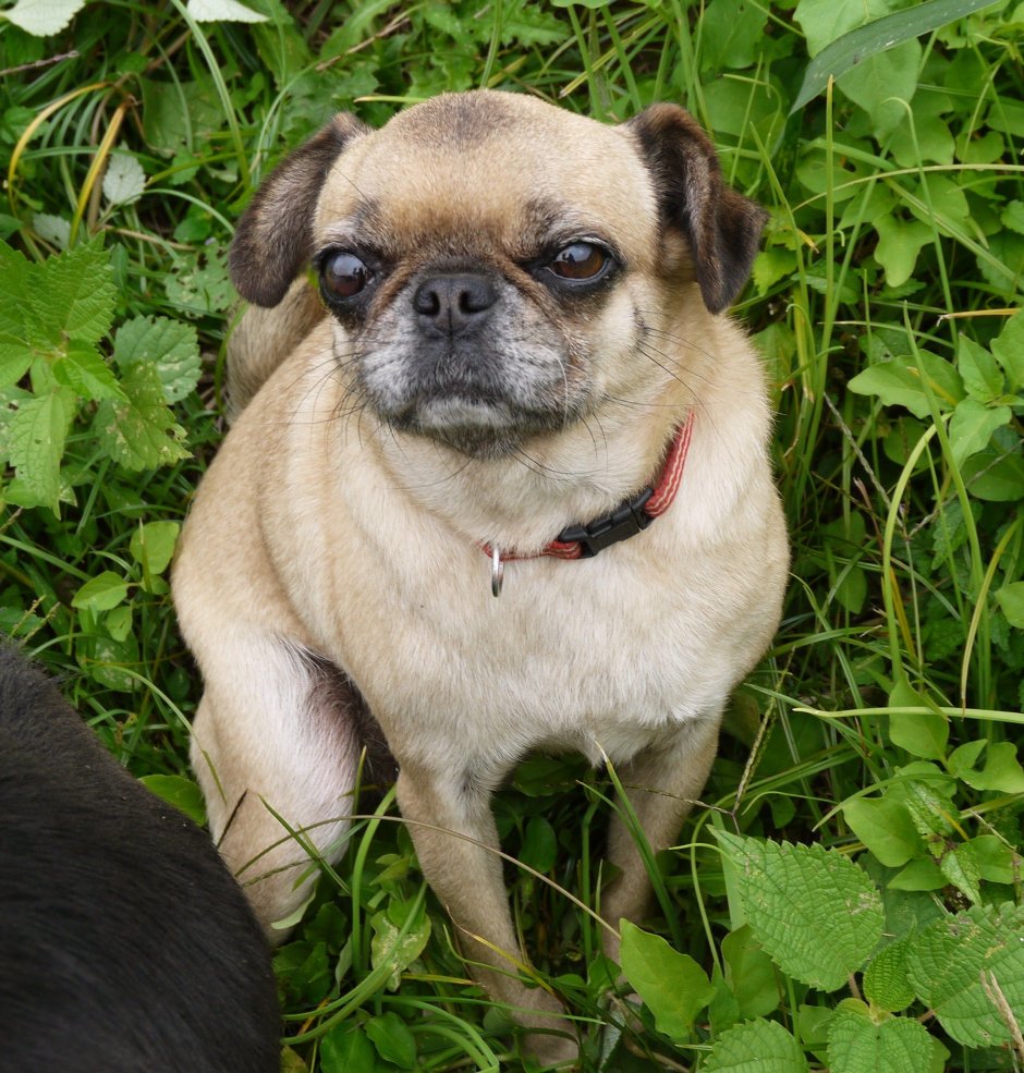 Мопс бульдог Пекинес