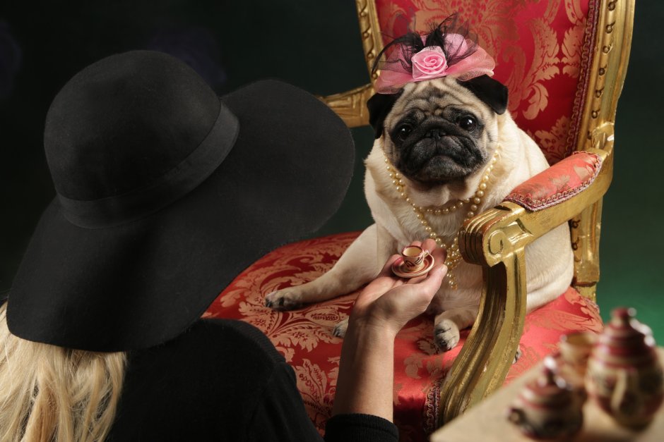 Строение скелета МОПСА