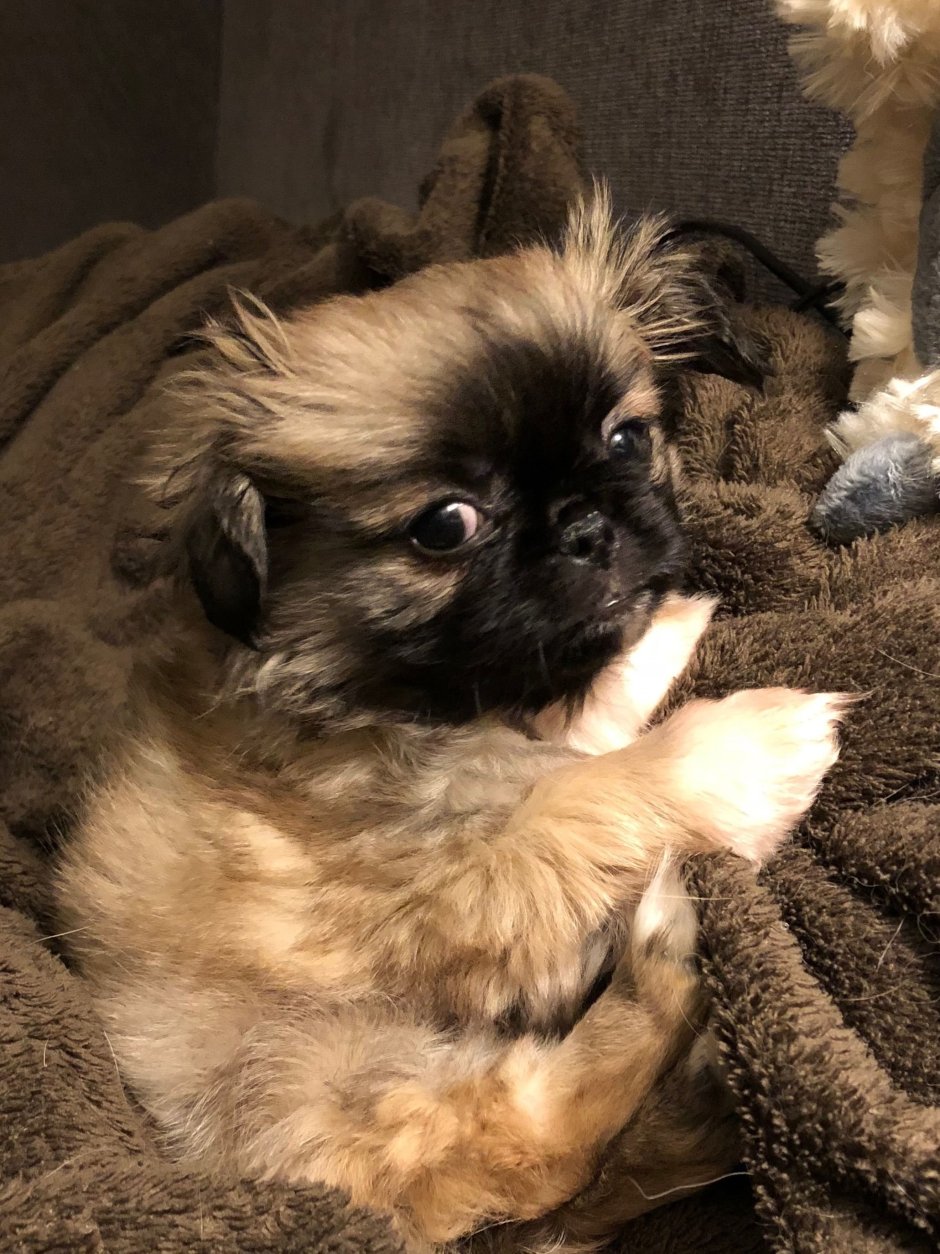 Пекинес китайский Императорский