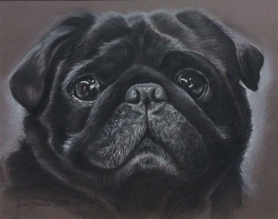 Мопс в полотенце