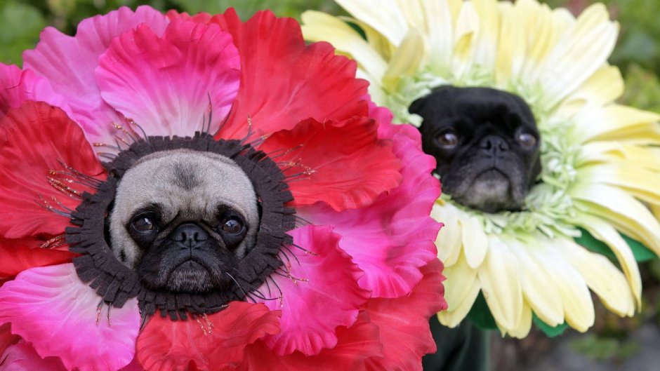 Грустный Мопс