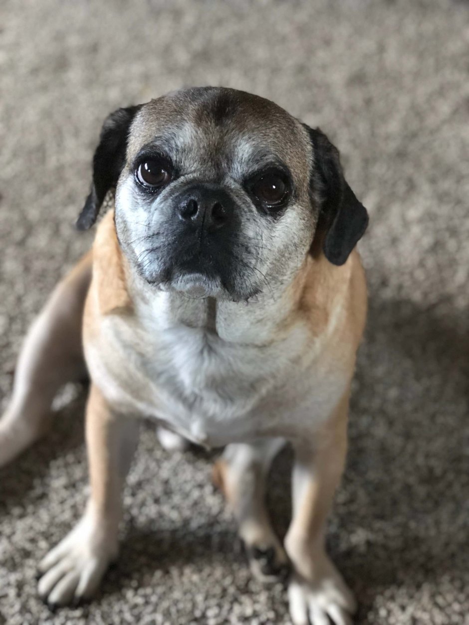 Мопсы Маши зум